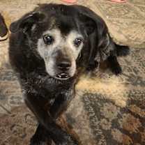 adopt-pet