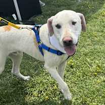 Thumbnail photo of Rascal #1