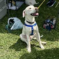 Thumbnail photo of Rascal #2