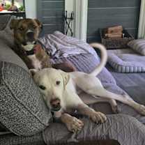 Thumbnail photo of Rascal #3