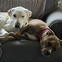 Thumbnail photo of Rascal #4