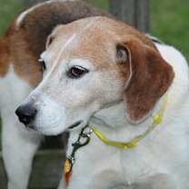 Thumbnail photo of Kimber #3