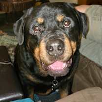 Thumbnail photo of Chucky #1