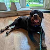 Thumbnail photo of Chucky #2