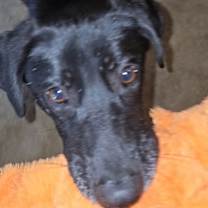 Thumbnail photo of Gemma #4