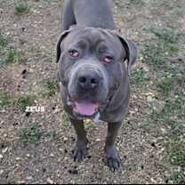 Thumbnail photo of ZEUS #1