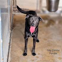 Thumbnail photo of Tilly #1