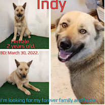 Thumbnail photo of Indy #2