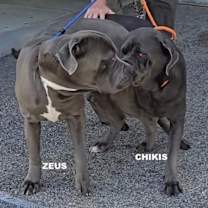 Thumbnail photo of ZEUS #2