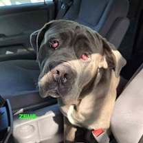 Thumbnail photo of ZEUS #3