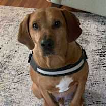 Thumbnail photo of Red: 'My Home to Yours' #1