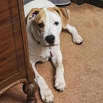 Thumbnail photo of Maxwell (6mo,40lbs) #4