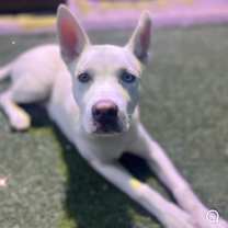 Thumbnail photo of Cosmo #1