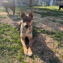 Thumbnail photo of Rhea Ripley #4