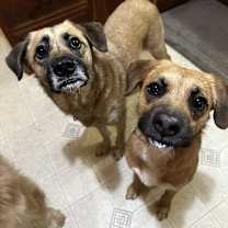 Thumbnail photo of Basil #4