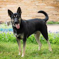 Thumbnail photo of Diesel #2