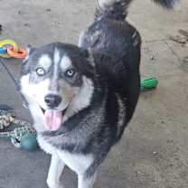adopt-pet