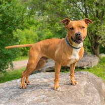 Thumbnail photo of Dalton #2