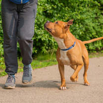 Thumbnail photo of Dalton #3