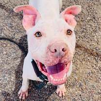 adopt-pet