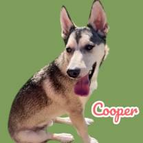 adopt-pet
