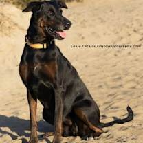 Thumbnail photo of Willow #2