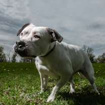 Thumbnail photo of Diamond #1