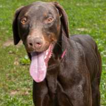 Thumbnail photo of King Harold #1