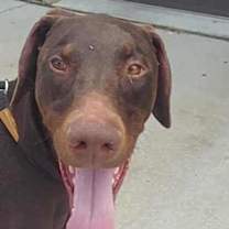 Thumbnail photo of King Harold #2