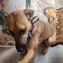 Thumbnail photo of Corduroy #4