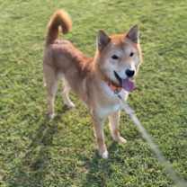 Thumbnail photo of Haru #3