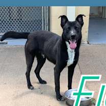 Thumbnail photo of Fig #1