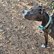 Thumbnail photo of Bizmark #4