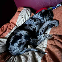 Thumbnail photo of Raddix #3