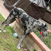 Thumbnail photo of Raddix #4