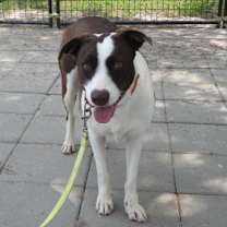 Thumbnail photo of Polka #1