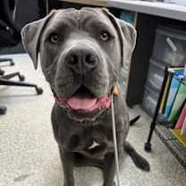 adopt-pet
