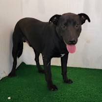 Thumbnail photo of Woodford #1