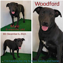Thumbnail photo of Woodford #2