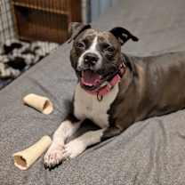 Thumbnail photo of Bella #1