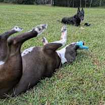 Thumbnail photo of Bella #4