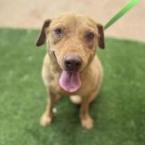 adopt-pet