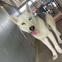 Thumbnail photo of Ray #2