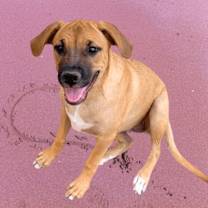adopt-pet