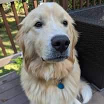 Thumbnail photo of Appa #2