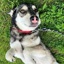 Thumbnail photo of Lobita #4