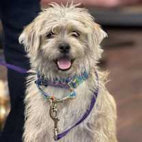 Thumbnail photo of Yahtzee #1