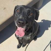 adopt-pet