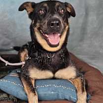 adopt-pet