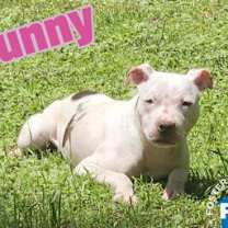 Thumbnail photo of Bunny #3